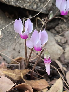 Cyclamen persicum var. autumnale  Cyclamen persicum,Fall,Geotagged,Israel,Persian cyclamen