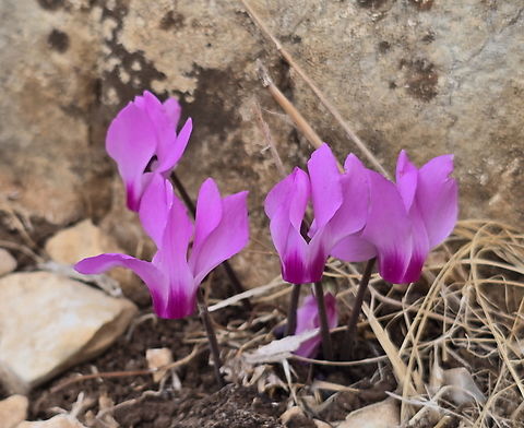 Cyclamen persicum var. autumnale  Cyclamen persicum,Fall,Geotagged,Israel,Persian cyclamen