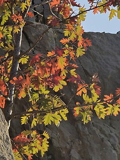 Sorbus torminalis Hermon, 1700 m. Fall,Geotagged,Sorbus torminalis,Wild service tree