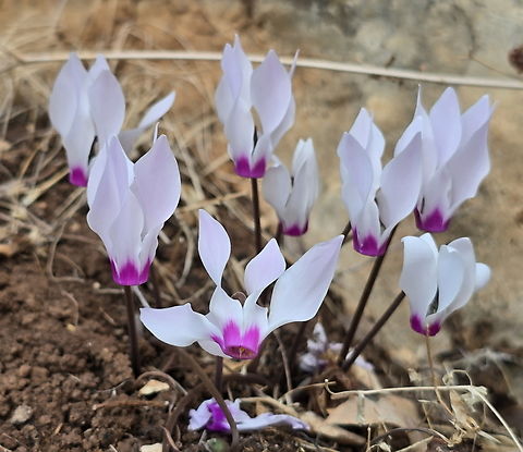 Cyclamen persicum var. autumnale  Cyclamen persicum,Fall,Geotagged,Israel,Persian cyclamen
