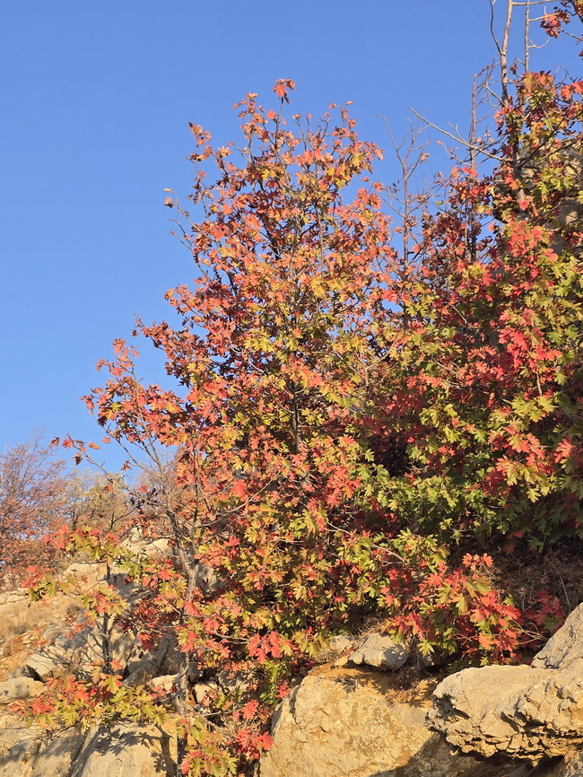 Sorbus torminalis Hermon, 1700 m. Fall,Geotagged,Sorbus torminalis,Wild service tree