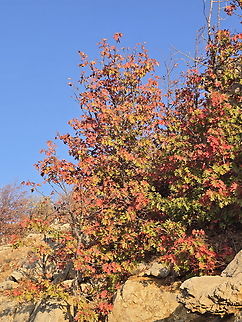 Sorbus torminalis Hermon, 1700 m. Fall,Geotagged,Sorbus torminalis,Wild service tree