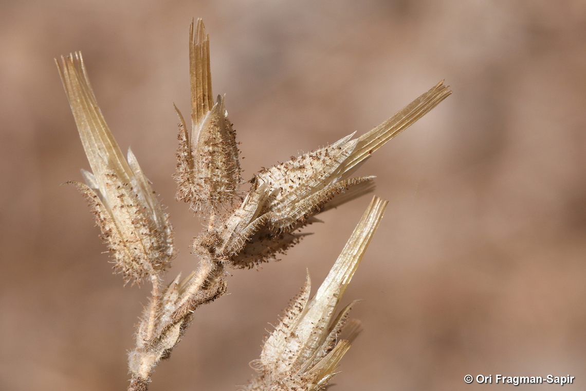 Cerastium dichotomum  Cerastium dichotomum,Fall,Geotagged