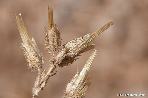 Cerastium dichotomum  Cerastium dichotomum,Fall,Geotagged
