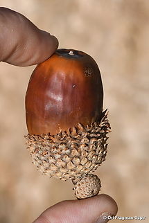 Quercus look Hermon, 1900 m. Fall,Geotagged,Quercus Look,Quercus look