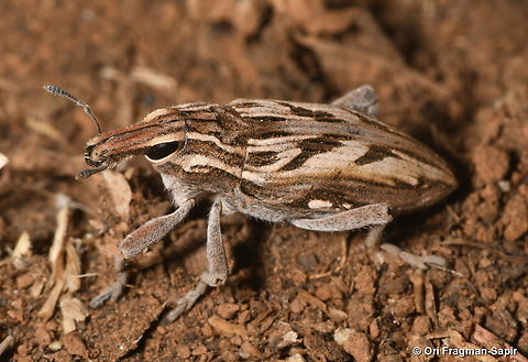 Coniocleonus nigrosuturatus Hermon, Man Valley, 1450 m. Coniocleonus nigrosuturatus,Fall,Geotagged