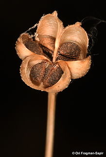 Garidella unguicularis Hermon, Man Valley slope, 1480 m. Fall,Garidella unguicularis,Geotagged