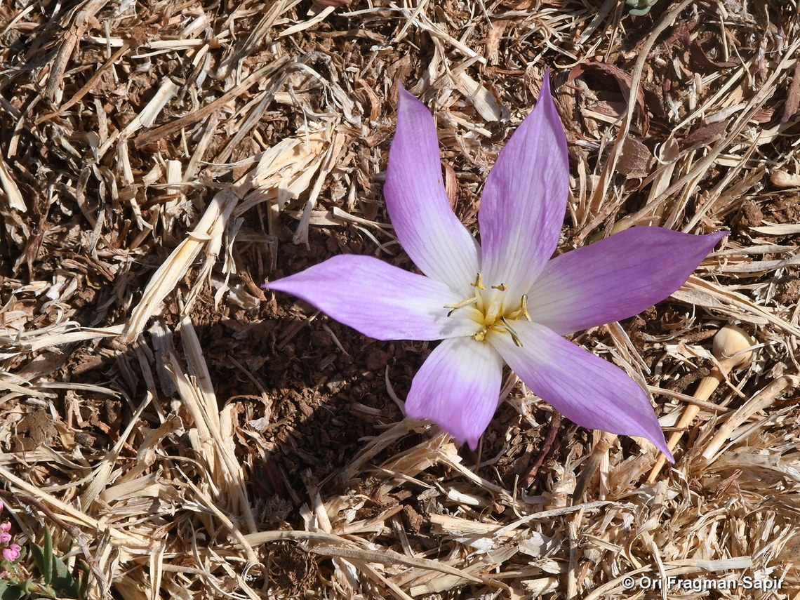 Colchicum szovitsii ssp. brachyphyllum Hermon, Man Valley, 1450 m. Colchicum szovitsii,Fall,Geotagged