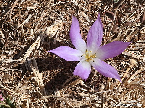 Colchicum szovitsii ssp. brachyphyllum Hermon, Man Valley, 1450 m. Colchicum szovitsii,Fall,Geotagged