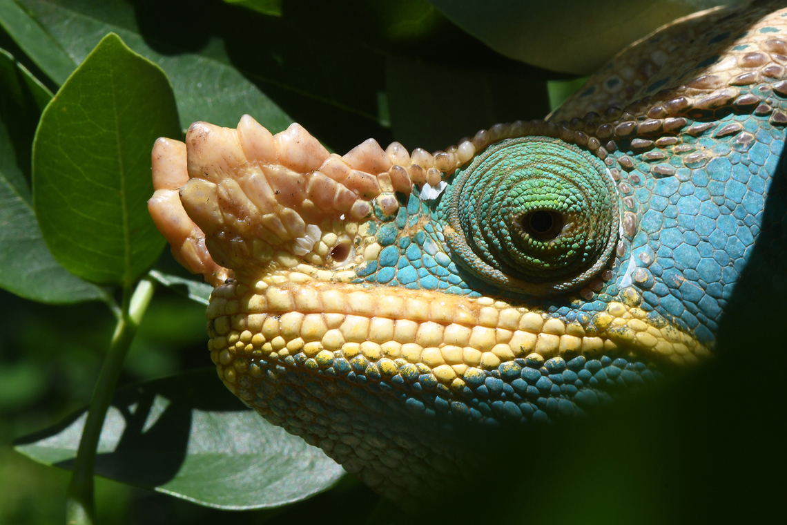 Calumma parsonii Madagascar, Ranofamana Calumma parsonii,Geotagged,Madagascar,Parsons chameleon,Spring