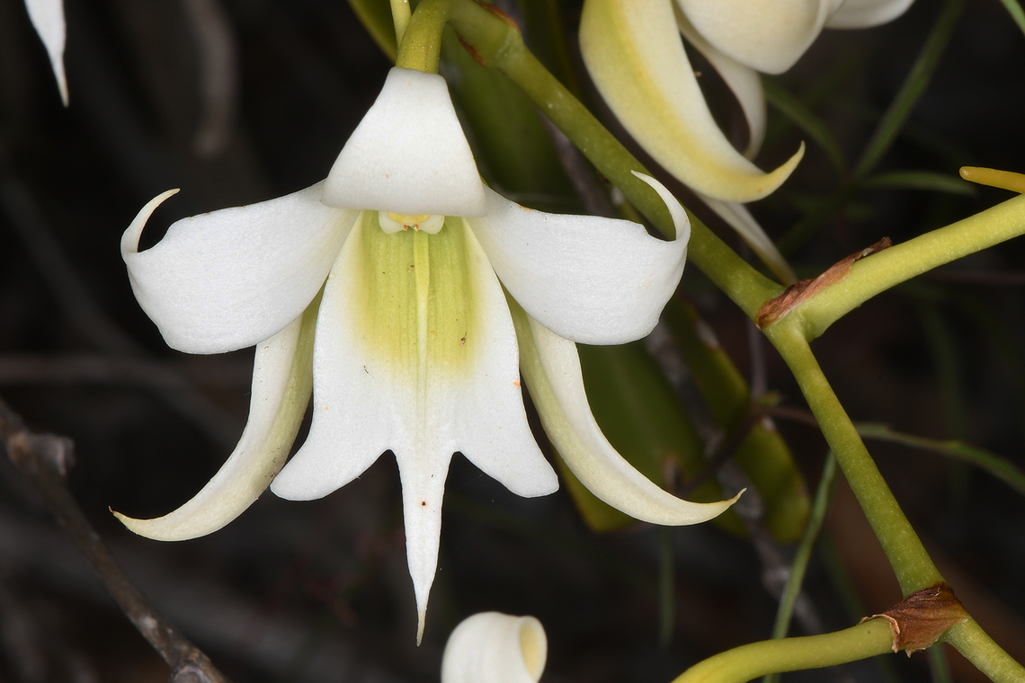Sobennikoffia humbertiana  Geotagged,Madagascar,Sobennikoffia humbertiana,Spring