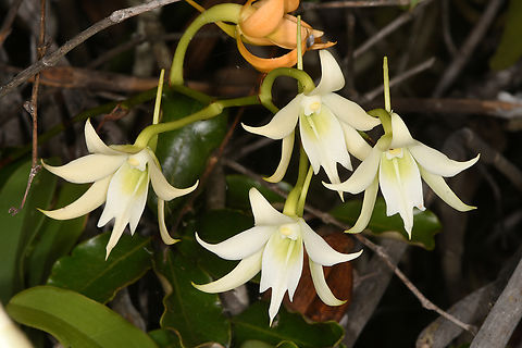 Sobennikoffia humbertiana  Geotagged,Madagascar,Sobennikoffia humbertiana,Spring