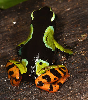 Mantella baroni  Baron's Mantella,Geotagged,Madagascar,Mantella baroni,Spring
