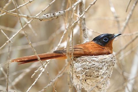 Terpsiphone mutata  Geotagged,Madagascar,Malagasy paradise flycatcher,Spring,Terpsiphone mutata