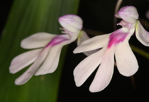Cynorkis angustipetala Madagascar, Anja Community Reserve Cynorkis angustipetala,Geotagged,Madagascar,Spring