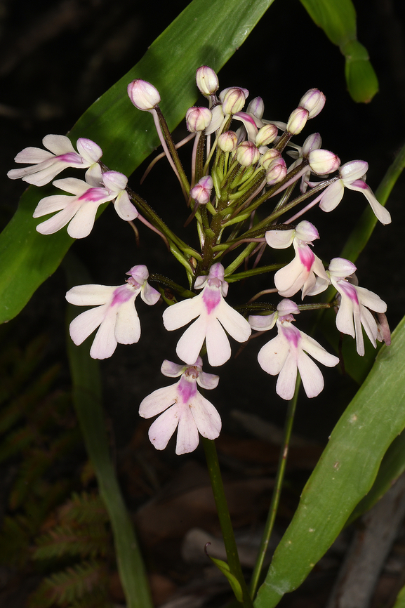 Cynorkis angustipetala Madagascar, Anja Community Reserve Cynorkis angustipetala,Geotagged,Madagascar,Spring
