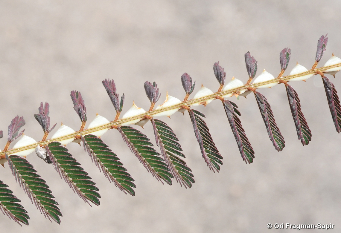 Mimosa latispinosa Madagascar, Isalo Geotagged,Madagascar,Mimosa latispinosa,Spring