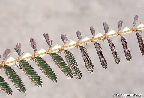Mimosa latispinosa Madagascar, Isalo Geotagged,Madagascar,Mimosa latispinosa,Spring