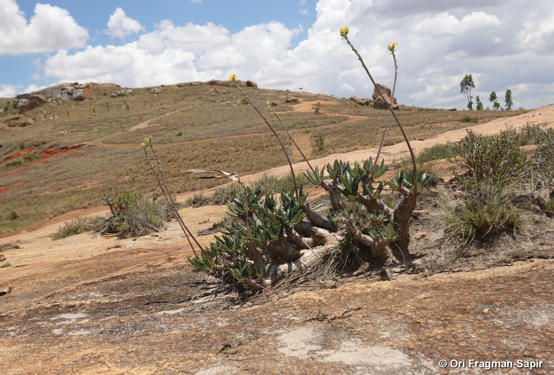 Pachypodium densiflorum Madagascar, near Besoa Geotagged,Madagascar,Pachypodium densiflorum,Spring