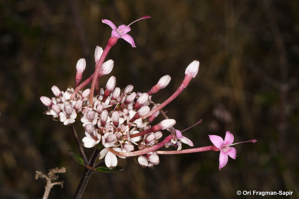 Carphalea madagascariensis Madagascar, Maninday Carphalea madagascariensis,Geotagged,Madagascar,Spring