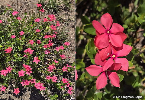 Catharanthus ovalis Madagascar, Isalo Catharanthus ovalis,Geotagged,Madagascar,Spring