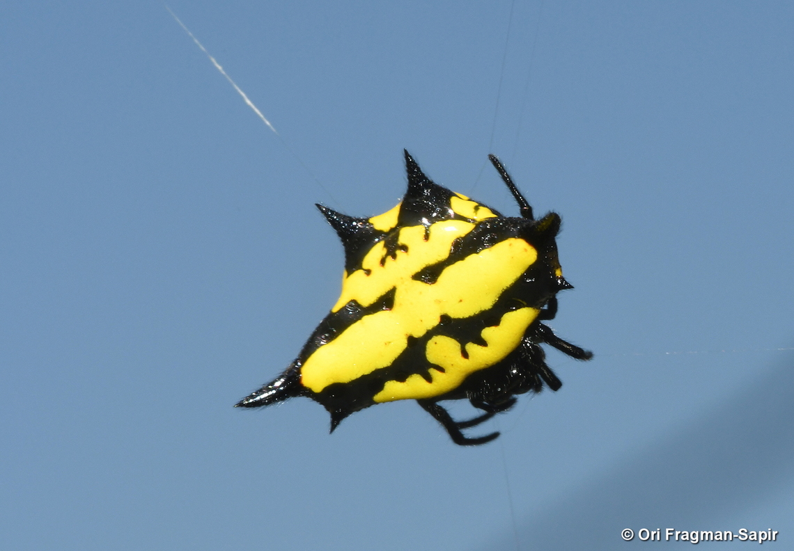 Gasteracantha rhomboidea Madagascar, Ranofamana (Madagascar magpie robin) Gasteracantha rhomboidea,Geotagged,Madagascar,Spring