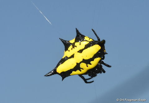 Gasteracantha rhomboidea Madagascar, Ranofamana (Madagascar magpie robin) Gasteracantha rhomboidea,Geotagged,Madagascar,Spring