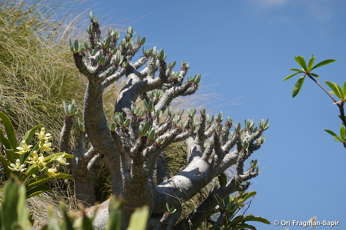 Pachypodium densiflorum Madagascar, Anja Community Reserve Geotagged,Madagascar,Pachypodium densiflorum,Spring
