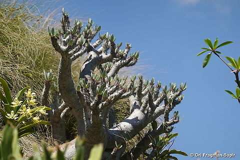 Pachypodium densiflorum Madagascar, Anja Community Reserve Geotagged,Madagascar,Pachypodium densiflorum,Spring