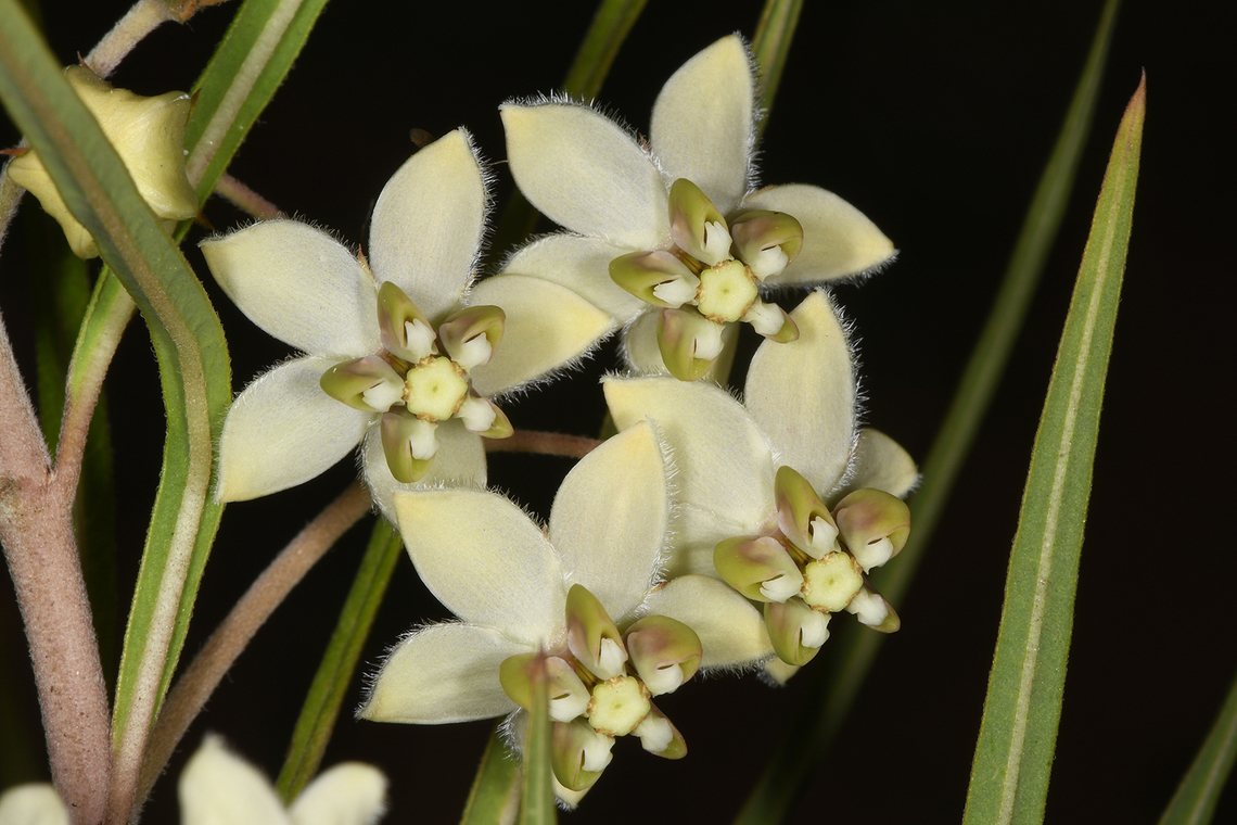 Gomphocarpus fruticosus Madagascar, near Ambalavo Geotagged,Gomphocarpus fruticosus,Madagascar,Spring