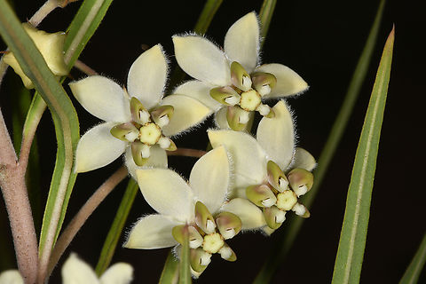 Gomphocarpus fruticosus Madagascar, near Ambalavo Geotagged,Gomphocarpus fruticosus,Madagascar,Spring