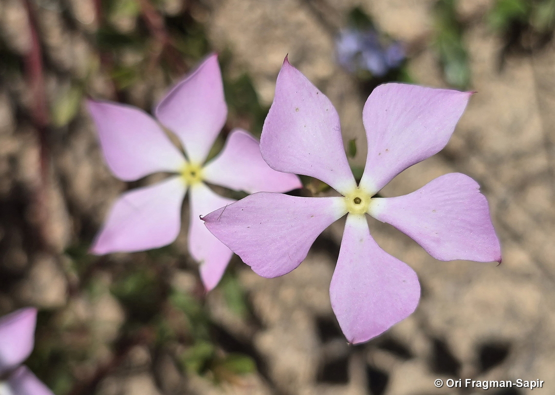 Catharanthus lanceus Madagascar, Sahanivotry Tapia forest, Catharanthus lanceus,Geotagged,Madagascar,Spring