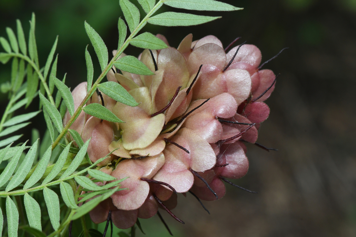 Dodonaea madagascariensis Madagascar, Ankazomivady forest , 1700 m. Dodonaea madagascariensis,Geotagged,Madagascar,Spring