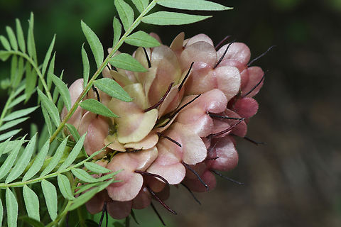 Dodonaea madagascariensis Madagascar, Ankazomivady forest , 1700 m. Dodonaea madagascariensis,Geotagged,Madagascar,Spring