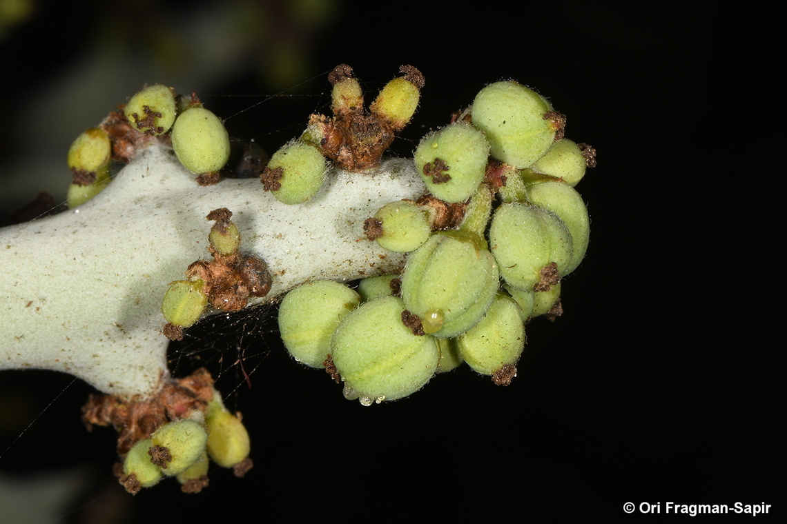 Euphorbia stenoclada Madagascar, Ifaty Euphorbia stenoclada,Geotagged,Madagascar,Spring