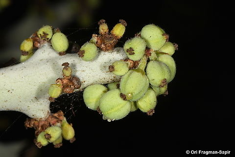 Euphorbia stenoclada Madagascar, Ifaty Euphorbia stenoclada,Geotagged,Madagascar,Spring