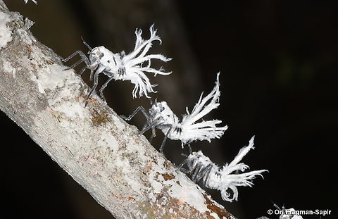 Phromnia_rosea Madagascar, Zombitse Forest Flatida rosea,Geotagged,Madagascan Flatid Leaf-Bug,Madagascar,Phromnia rosea,Spring