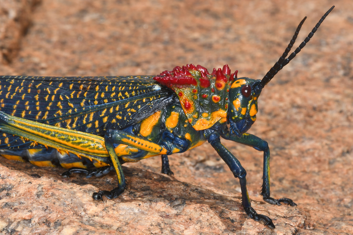 Phymateus saxosus Madagascar, near Besoa Geotagged,Madagascar,Phymateus saxosus,Rainbow Bush Locust,Spring
