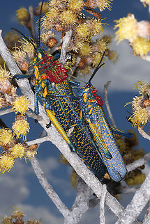Phymateus saxosus Madagascar, near Zazafotsy Geotagged,Madagascar,Phymateus saxosus,Rainbow Bush Locust,Spring