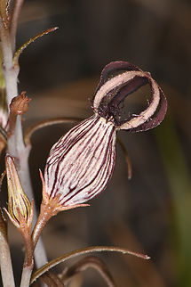 Ceropegia dimorpha Madagascar, Isalo Ceropegia dimorpha,Geotagged,Madagascar,Spring