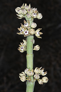 Cynanchum perrieri Madagascar, near Zazafotsy Cynanchum perrieri,Geotagged,Madagascar,Spring