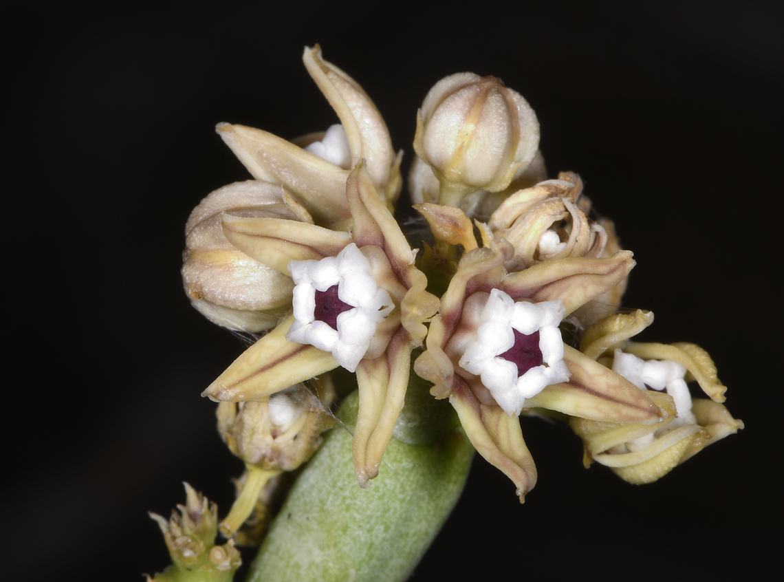 Cynanchum perrieri Madagascar, near Zazafotsy Cynanchum perrieri,Geotagged,Madagascar,Spring