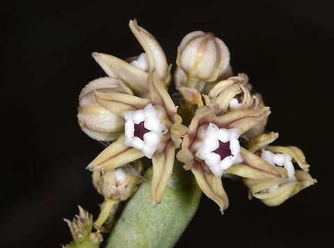 Cynanchum perrieri Madagascar, near Zazafotsy Cynanchum perrieri,Geotagged,Madagascar,Spring