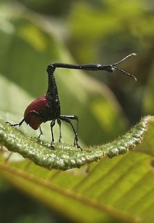 Trachelophorus_giraffa Madagascar, Ranofamana Geotagged,Giraffe weevil,Madagascar,Spring,Trachelophorus giraffa