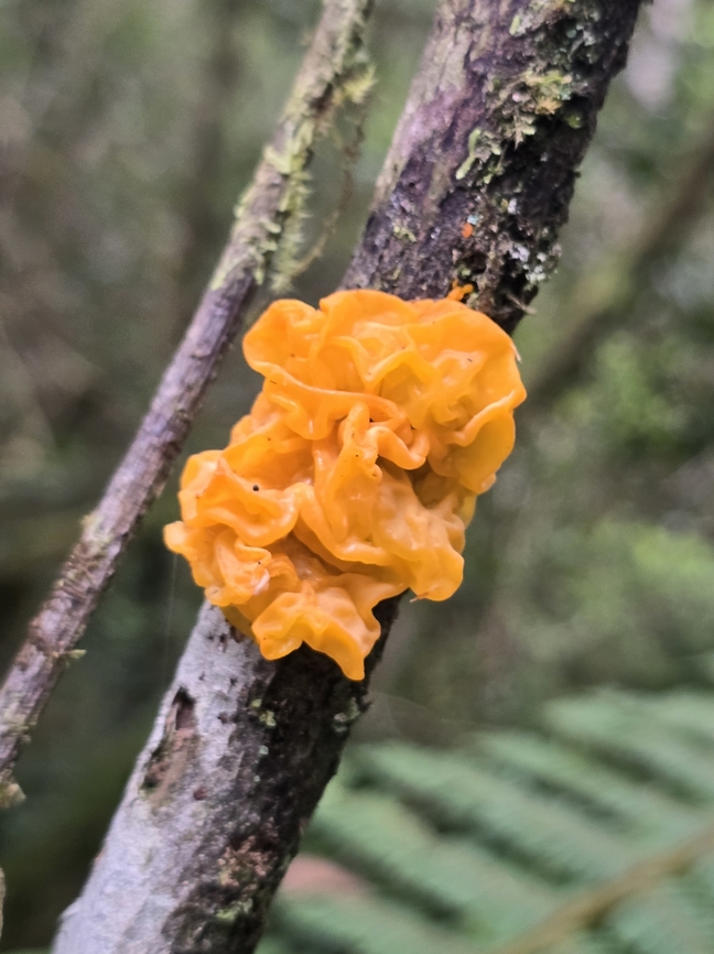 Tremella_mesenterica Madagascar, Ranofamana Geotagged,Madagascar,Spring,Tremella mesenterica,Witch's Butter