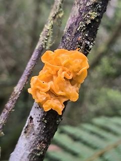 Tremella_mesenterica Madagascar, Ranofamana Geotagged,Madagascar,Spring,Tremella mesenterica,Witch's Butter