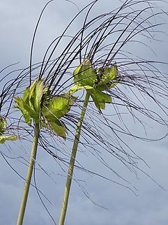 Tacca leontopetaloides Madagascar, near Zazafotsy Geotagged,Madagascar,Polynesian arrowroot,Spring,Tacca leontopetaloides