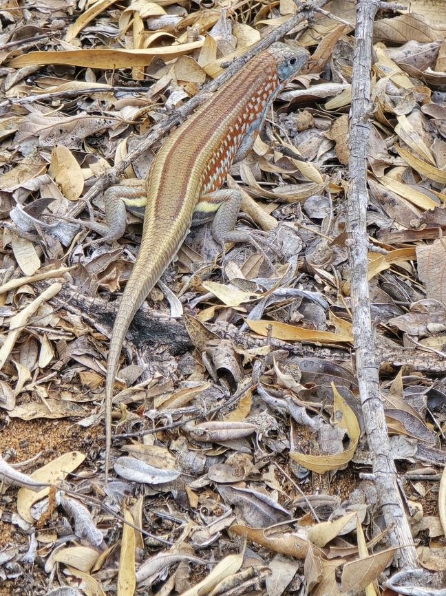 Trachelopotychus petersi Madagascar, Reniala Forest Geotagged,Madagascar,Spring,Trachelopotychus petersi,Tracheloptychus petersi