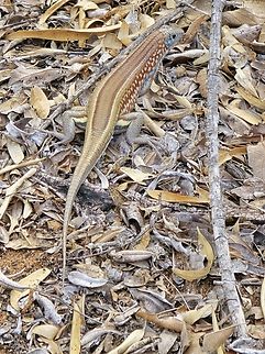 Trachelopotychus petersi Madagascar, Reniala Forest Geotagged,Madagascar,Spring,Trachelopotychus petersi,Tracheloptychus petersi