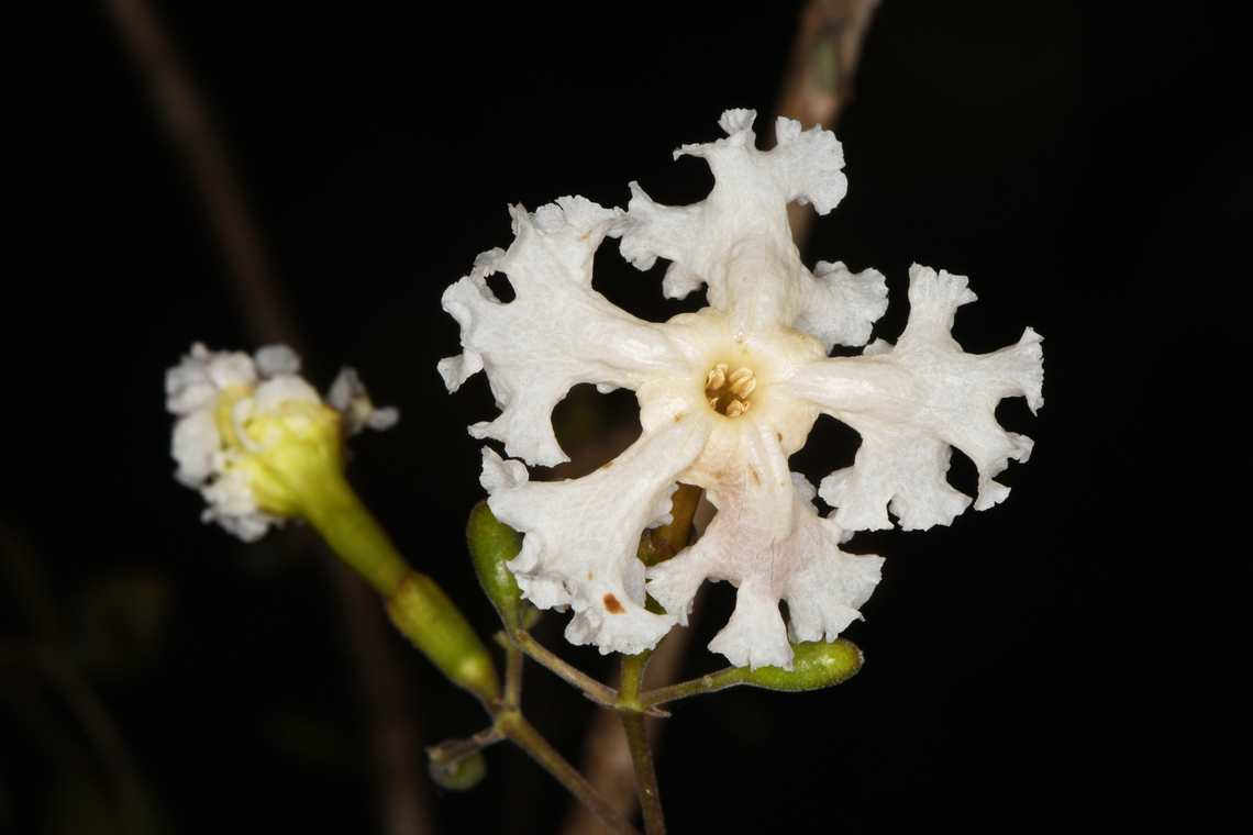 Stereospermum variabile Madagascar, Ifaty Geotagged,Madagascar,Spring,Stereospermum variabile
